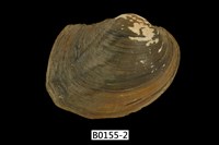 藏品(蚌)的圖片